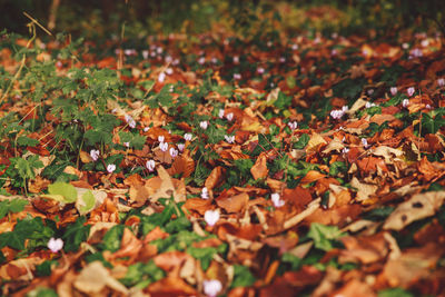 Close-up of fallen maple leaves on field