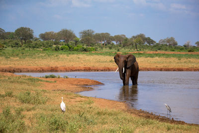 Elephant in a meadow