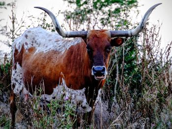 Portrait of cow