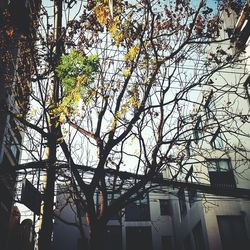 Low angle view of bare trees against sky