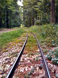 Railroad track amidst trees