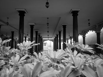 Plants and illuminated street light by building