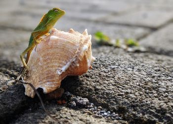 Close-up of lizard on rock