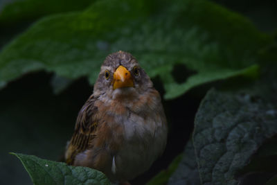 Close-up of eagle perching on leaf