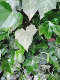 High angle view of wet leaves