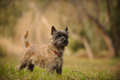 Puppy standing on field