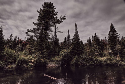 Trees by lake in forest against sky