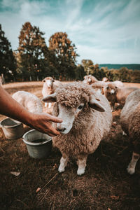 Sheep in a field