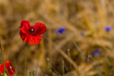 Close-up of red poppy flower on field