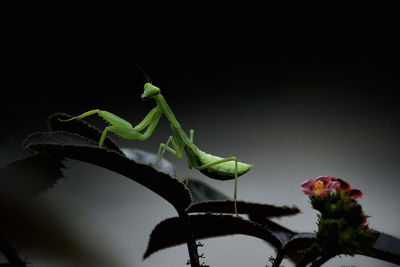 Close-up of insect on plant