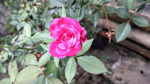 Close-up of pink rose