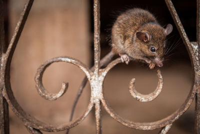 High angle view of animal looking away