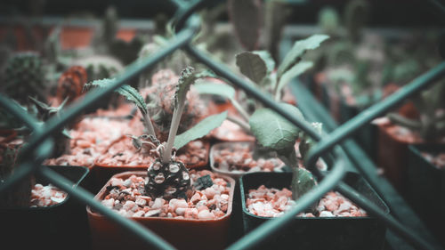 Close-up of potted plant by fence