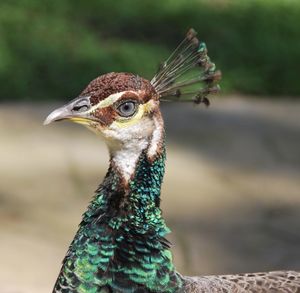 Close-up portrait of peacock