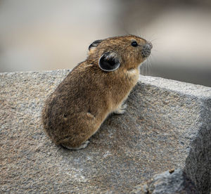 Close-up of squirrel sitting on rock
