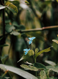 Close-up of plants growing in forest