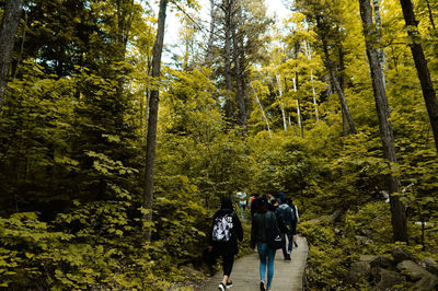 Rear view of people walking in forest