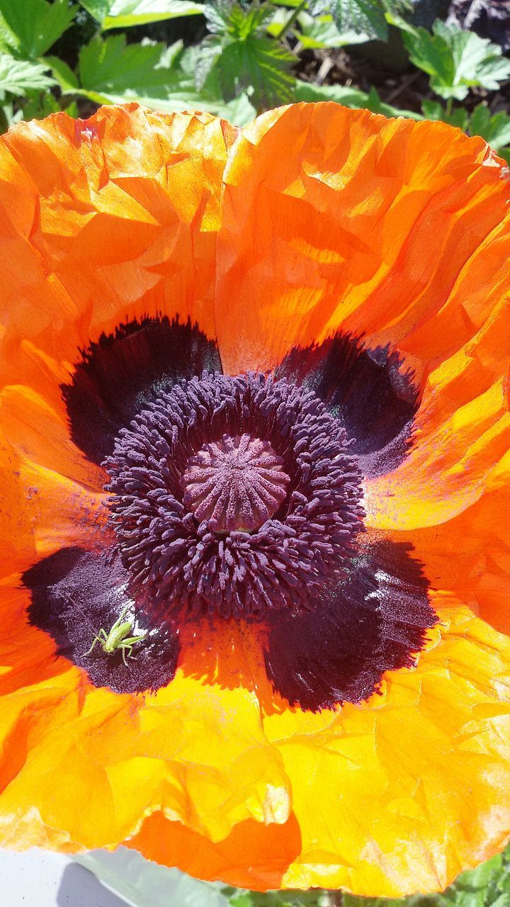 flower, flower head, freshness, yellow, single flower, orange color, petal, close-up, fragility, growth, pollen, beauty in nature, nature, sunflower, plant, full frame, stamen, backgrounds, in bloom, natural pattern