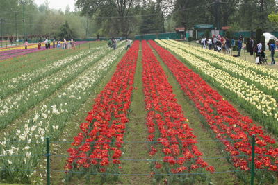 Multi colored flowers in park