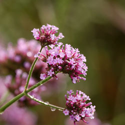 Close-up of pink flowering plant