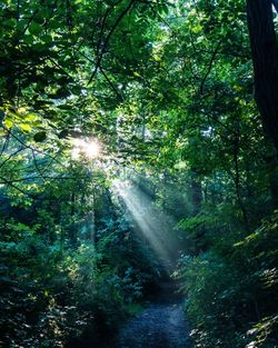 Sunlight streaming through trees in forest