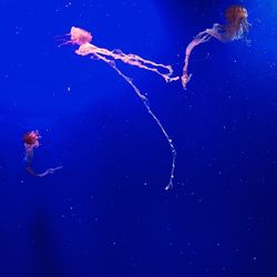 View of jellyfish in sea