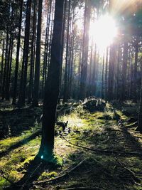 Sunlight streaming through trees in forest