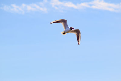 Low angle view of seagull flying