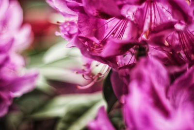 Close-up of pink flower