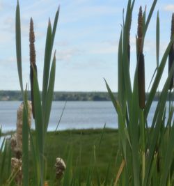 Close-up of plants growing on field against sea