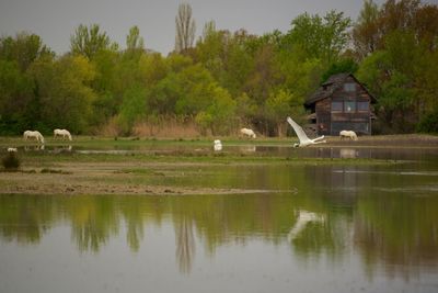 Mute swan flying over lake against trees