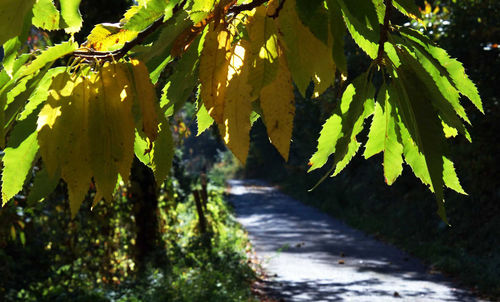 Plants growing on tree