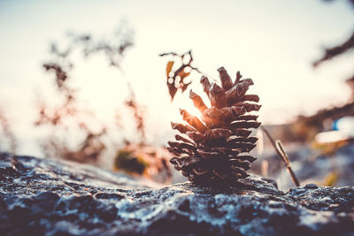 Close-up of pine cone on rock against sky