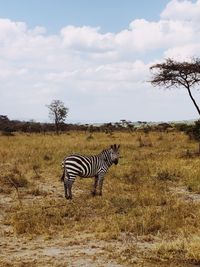 Zebra standing in a field