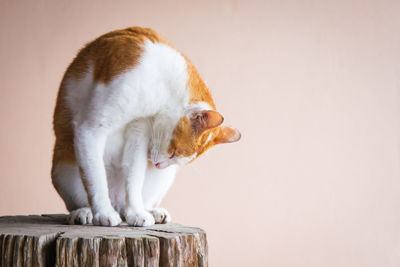 Close-up of cat sitting on tree stump