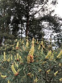 Close-up of pine tree in forest