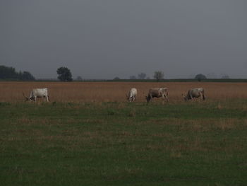 Cows grazing on field against sky