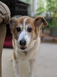 Close-up portrait of dog standing outdoors