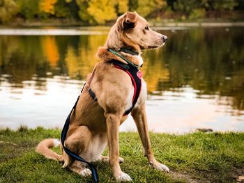 Dog standing on lakeshore