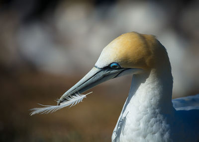 Close-up of a bird