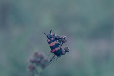 Close-up of butterfly on flower