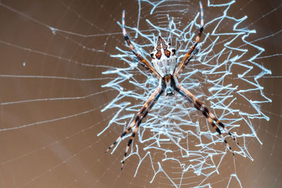 Close-up of spider on web