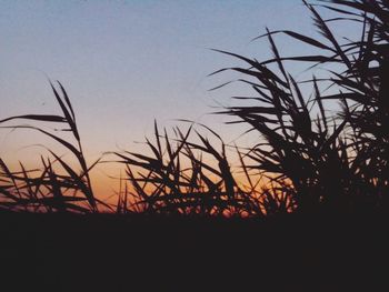 Close-up of silhouette plants against sunset sky