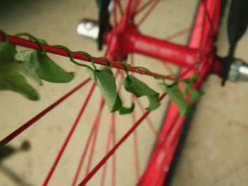 Close-up of red leaves