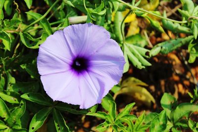 Close-up of purple flowering plant