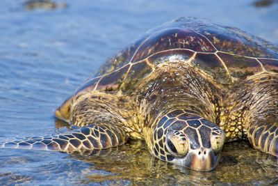 Close-up of turtle in sea