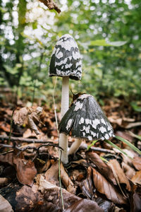 Close-up of mushroom growing on field