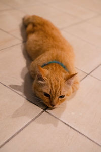 High angle view of a cat