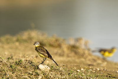 Close-up of bird perching on a field