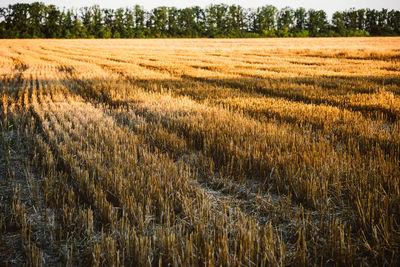 Rural landscape, agricultural natural background with copy space. mown wheat field with rows 